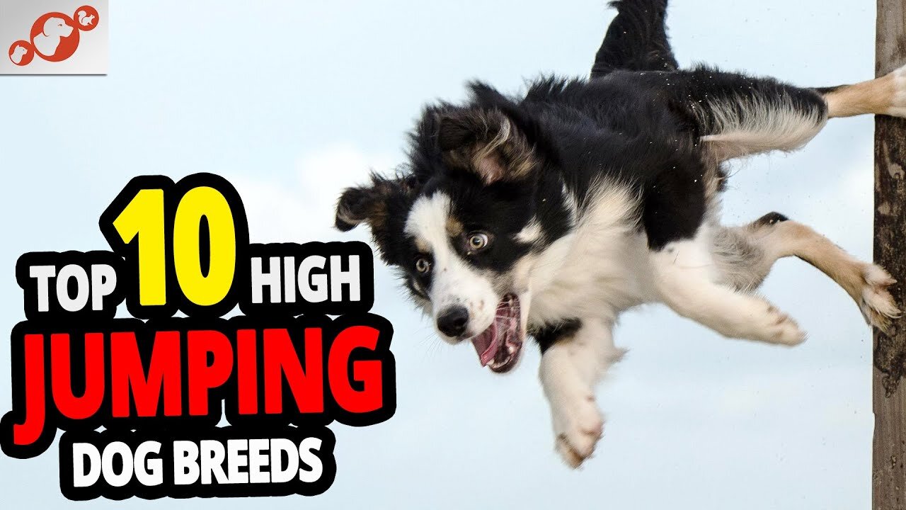 🐕 High Jumping Dogs - TOP 10 Dog Breeds That Can Jump The Highest In The World!