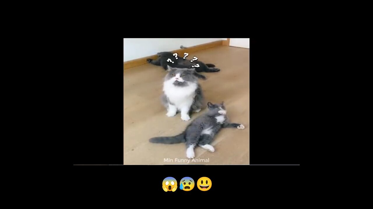 Mama Cat Takes Back Crying Kitten From Toddler cat 🐱 funny video #usa #funny