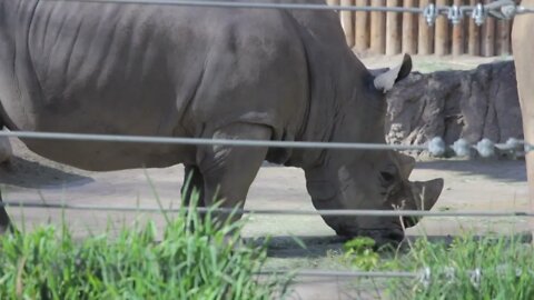 rhinoceros in a zoo