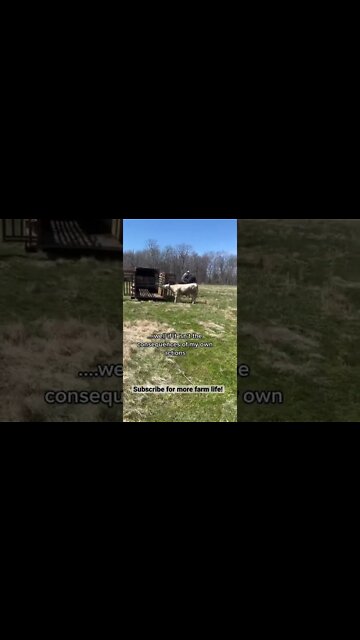 Ornery Beef Steer Deals with the Consequences #shorts