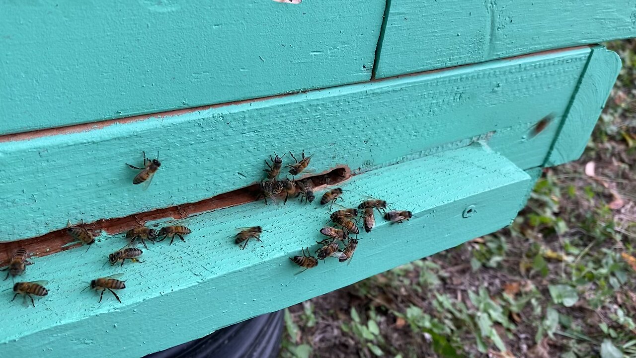 Bringing out the nearly dead.