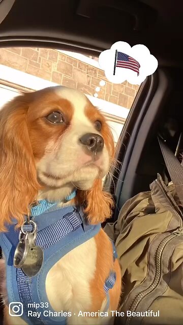 America's Dog, Charlie 🇺🇸