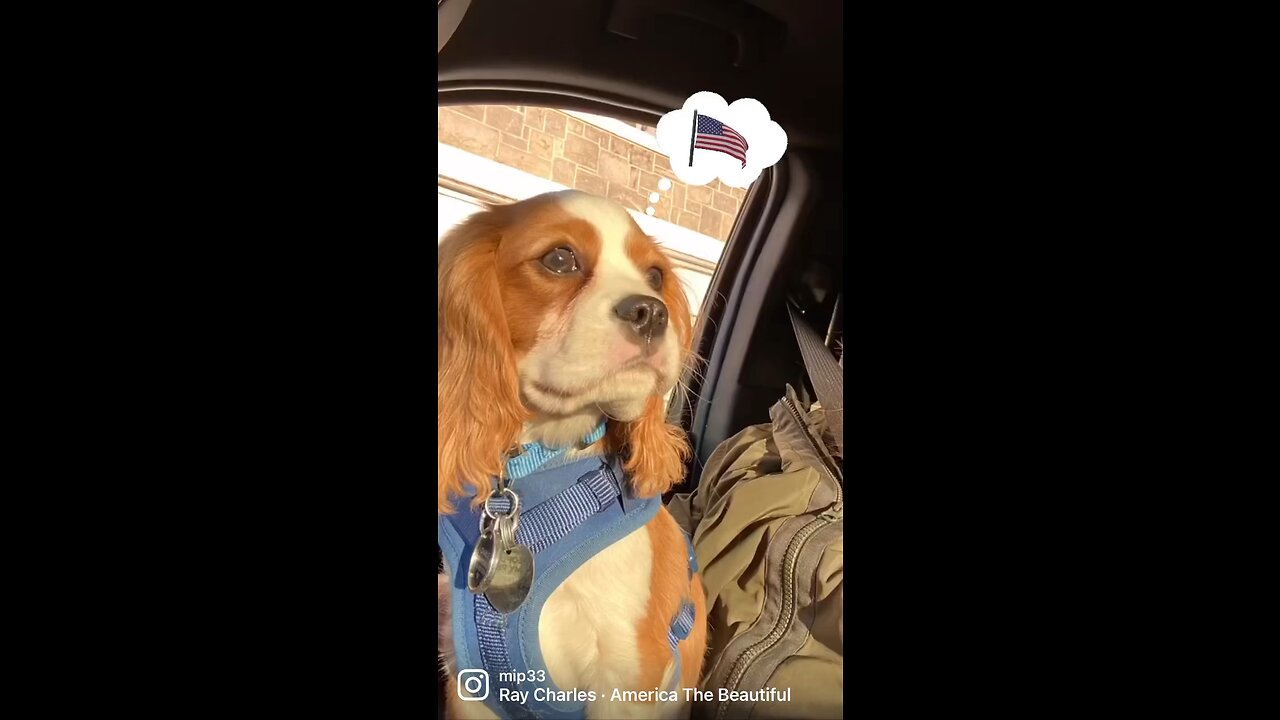 America's Dog, Charlie 🇺🇸