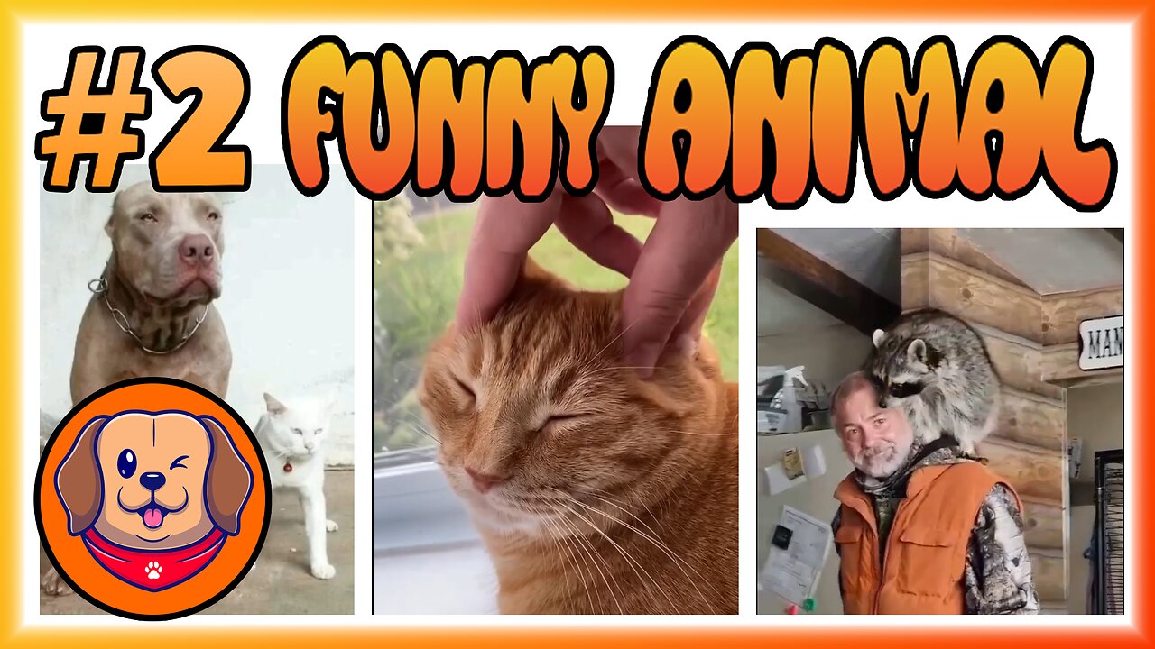 funny cat video compilation 2022 - cute funny cat