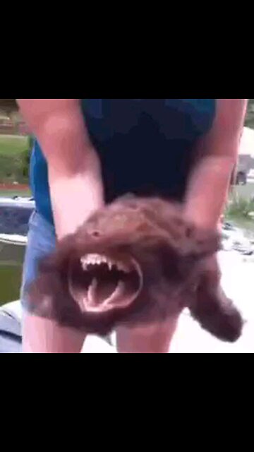 DOGS HAVE A SIXTH SENSE