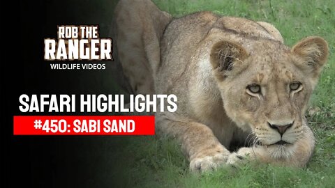 Safari Highlights #450: 13 - 18 December 2016 | Sabi Sand Nature Reserve | Latest Wildlife Sightings