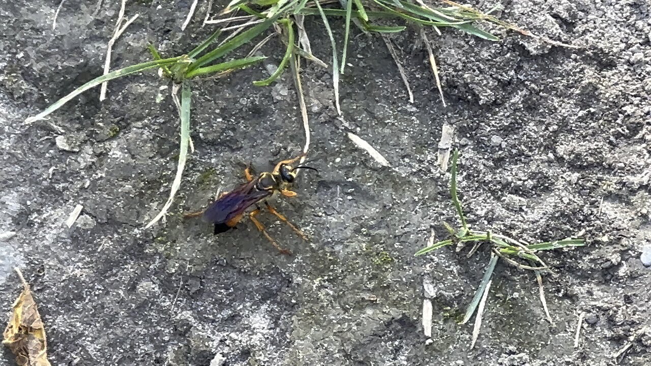 Big Hornet? Dragging its kill home