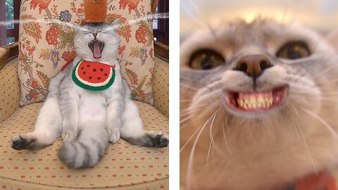 Funny Slow Motion Swipe of Cat's Birthday Hat by Great Dane: