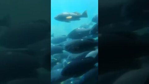 Semi Submarine @ Catalina Island 🏝