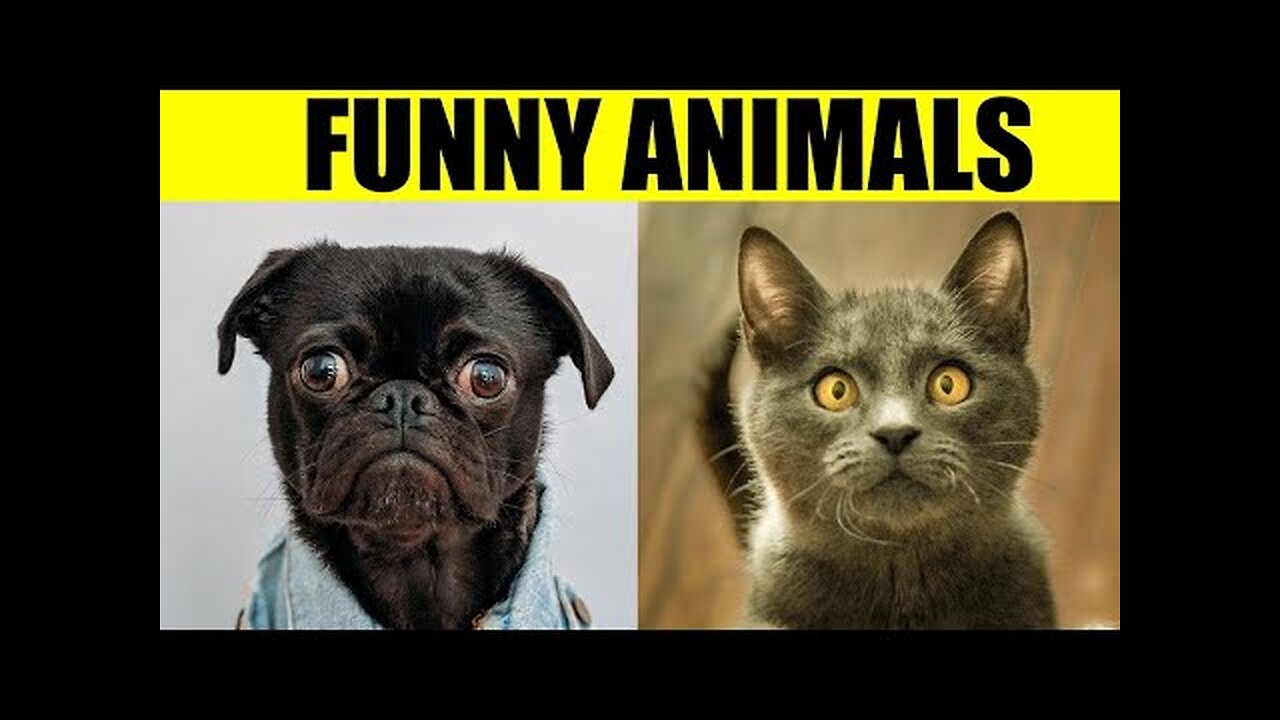 Funny dog & cat video 2023