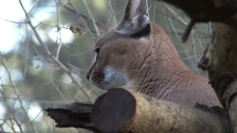 Caracal Wildcat Close Up