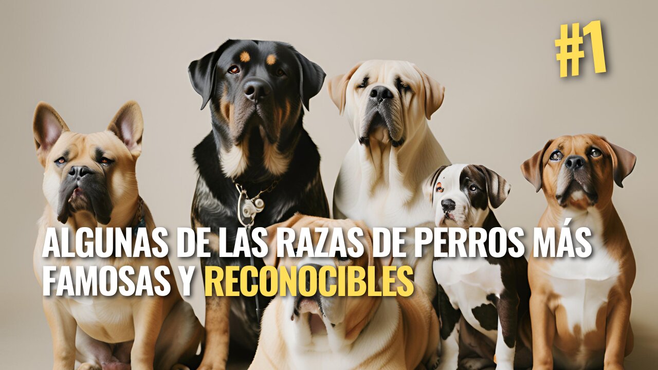 Algunas de las razas de perros mas famosas