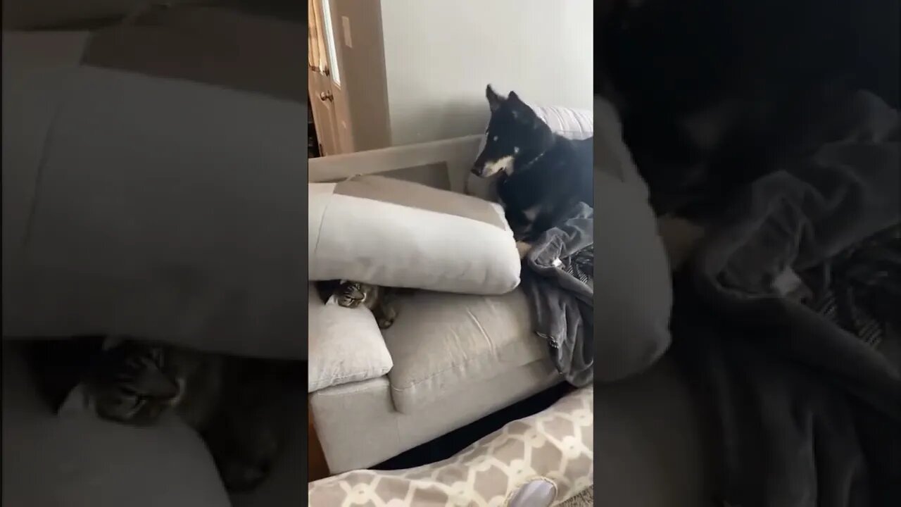 Funny Animals 165 funnycontent707