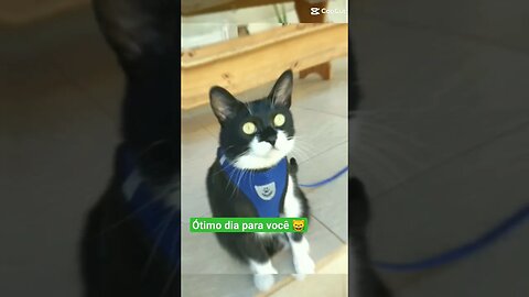 Gato Bartolomeu Tunico 😸