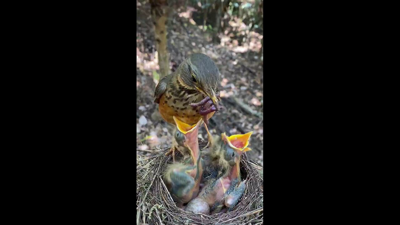 mother sparrow feed her babies