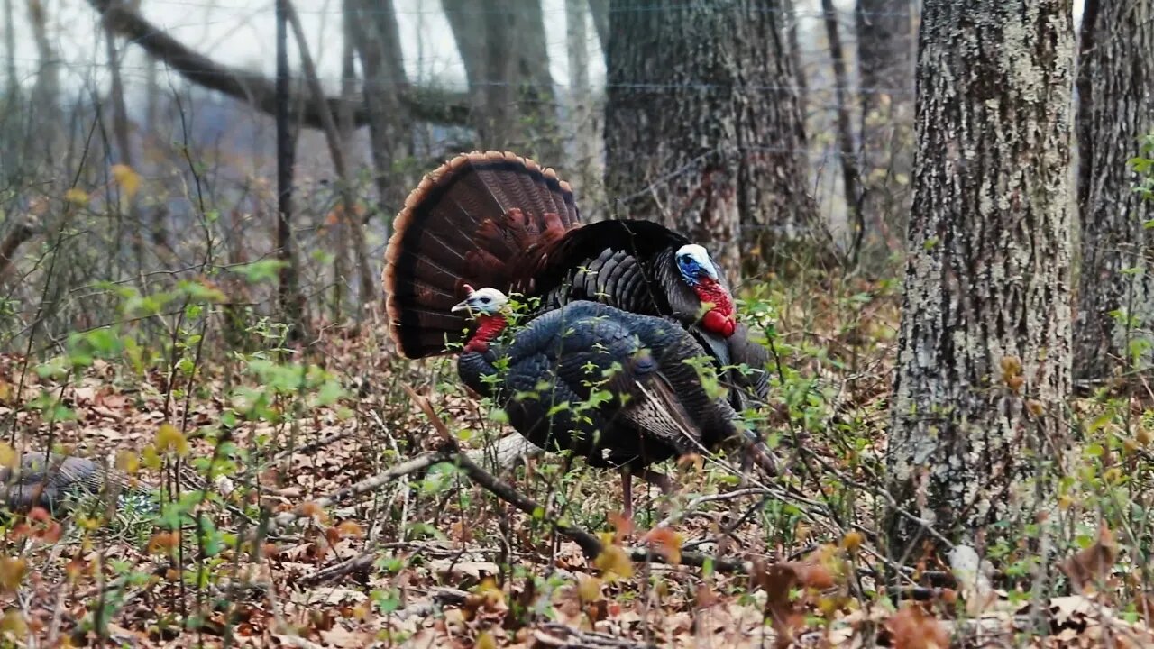 Twelve Hour Grind - Spring Turkey Hunting