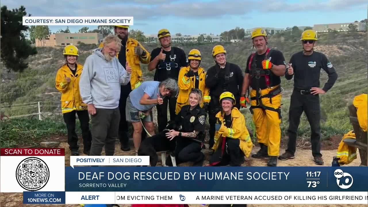 Deaf dog rescued by San Diego Humane Society after 100 fall into ravine