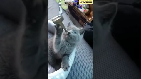 cute cat videos 😹 funny videos 😂 740 😻 #shorts #shortsfunny #cutecat #funnycat #catvideos #catscare