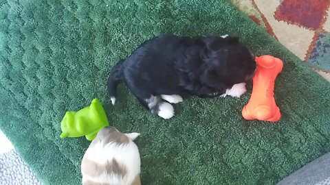 I Litter - 6/4/20(3)