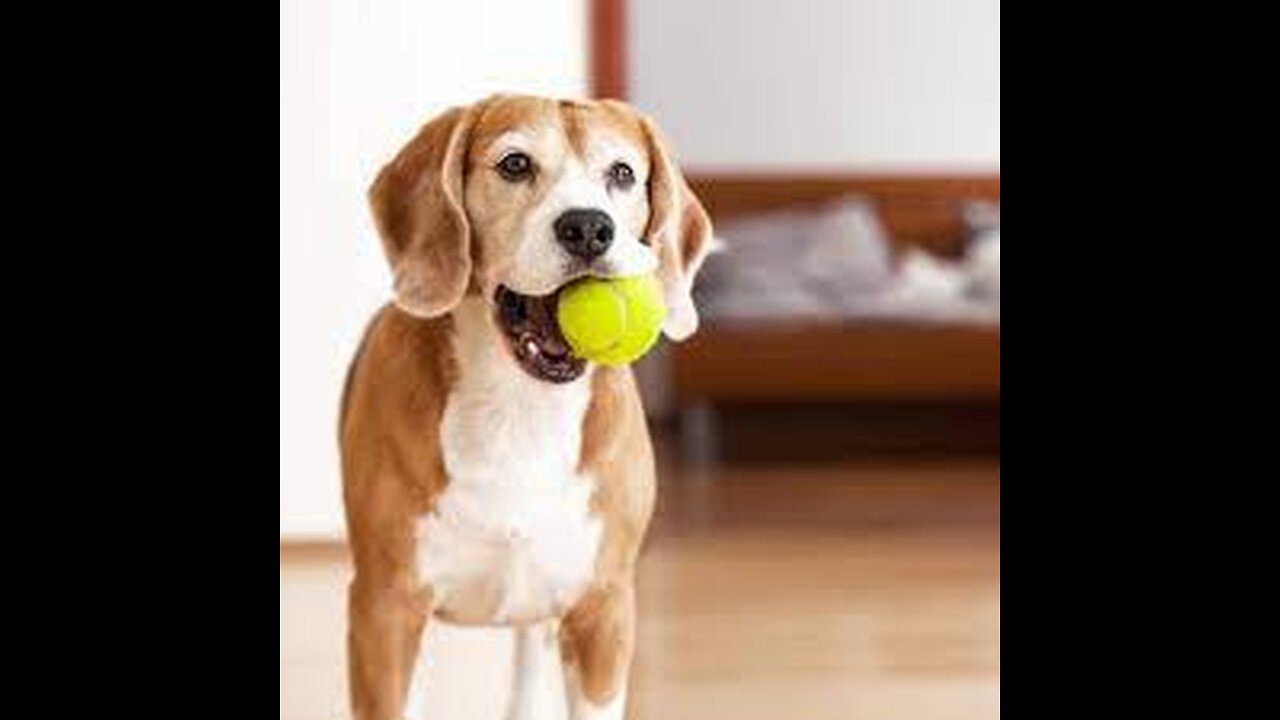 Dog training with ball