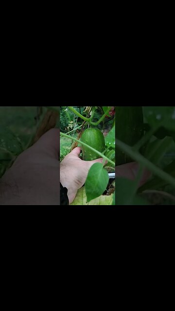Time to cut the Cucumber #gardening #gardenbeds #raisedbeds