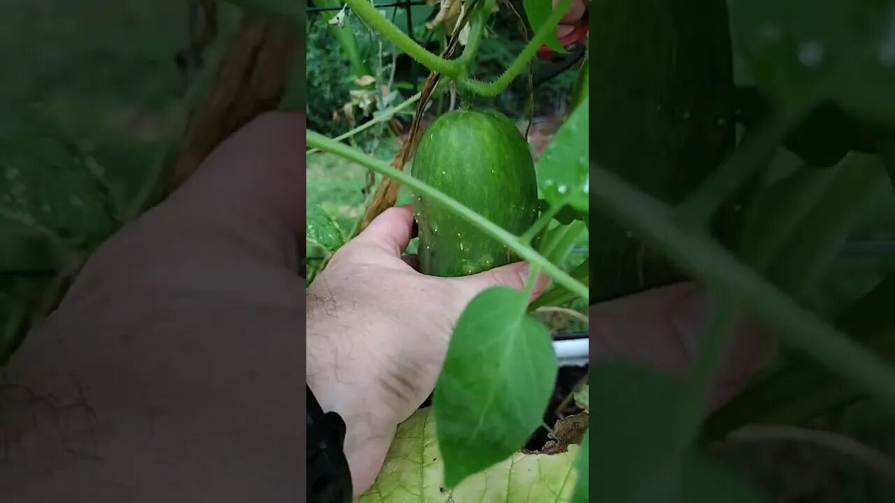 Time to cut the Cucumber #gardening #gardenbeds #raisedbeds
