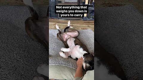 Dog Quotes - Not everything that weighs you down is yours to carry