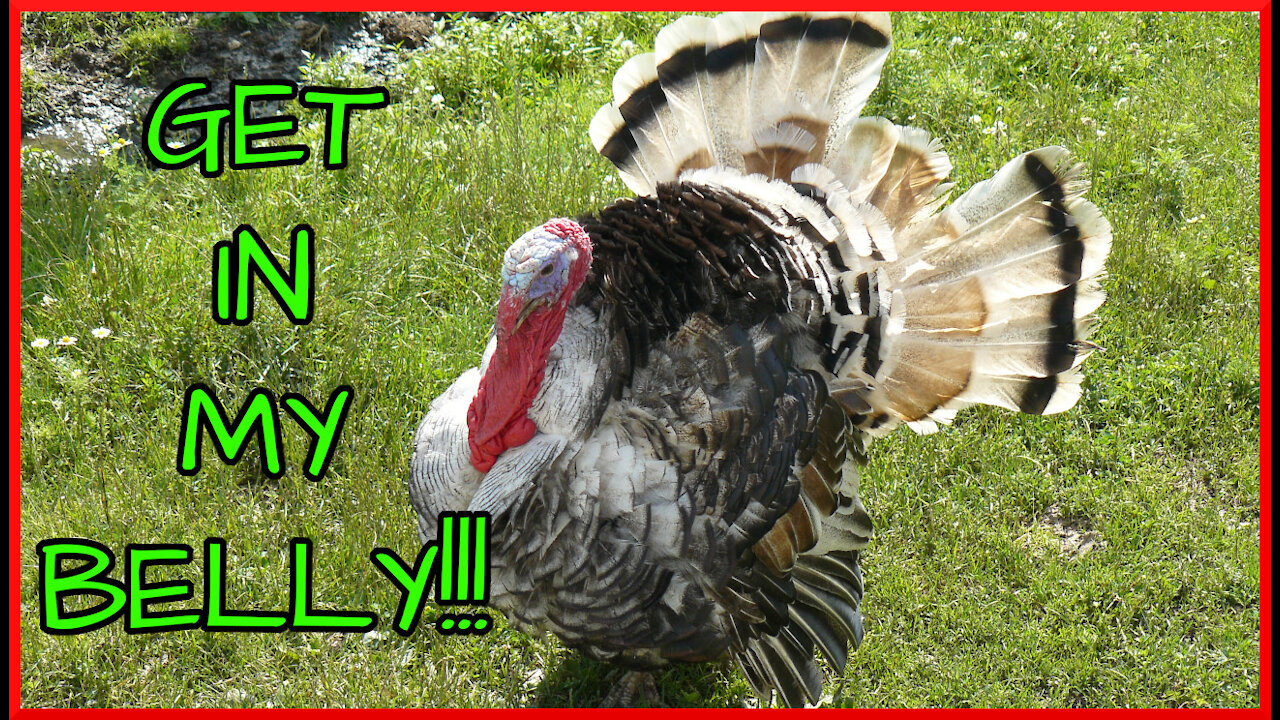 NBC News Opinion Piece Says Posting Social Media Pics Of Your Turkey Dinner Is Harmful - My Take