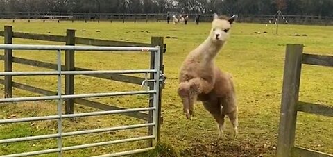 Funniest farm animals