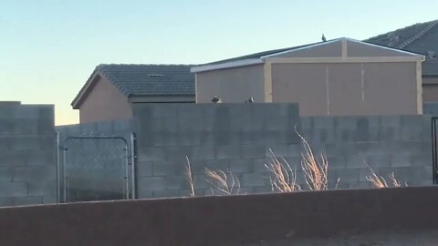 Birding the roof tops