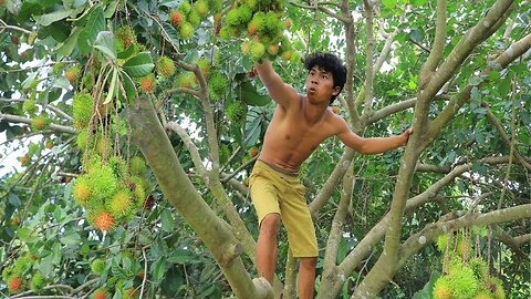 Adventure in forest - Find Fruit In The Jungle - show Eating Rambutan delicious