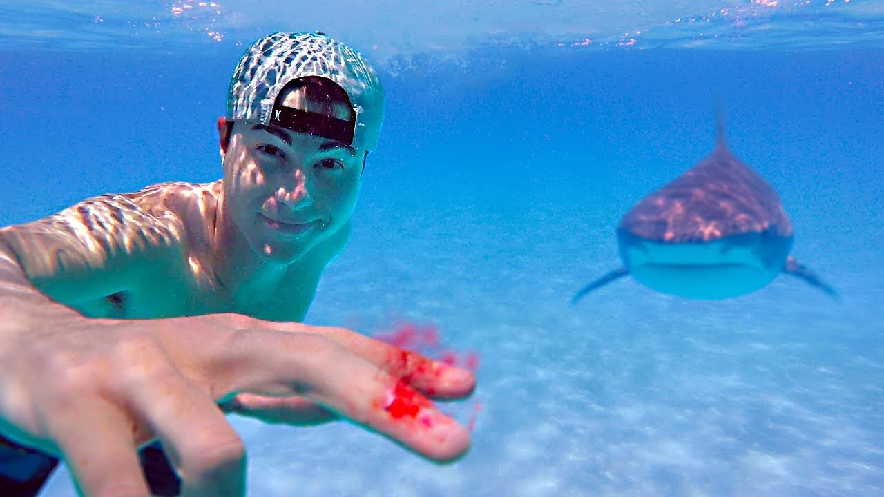 Testing if Sharks Can Smell a Drop of Blood