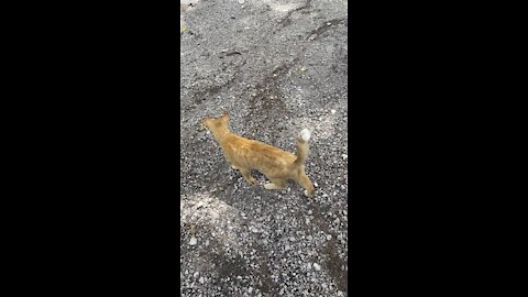 My first cat vid