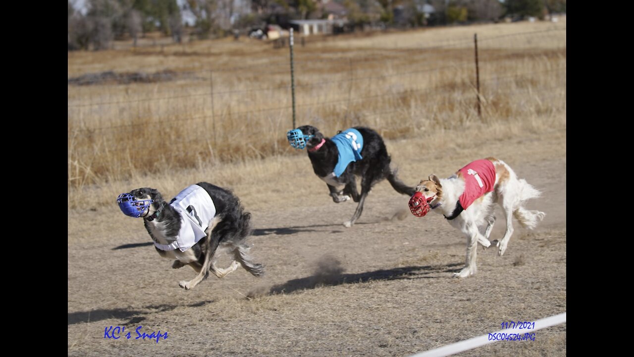 CLCA LGRA RACING ~ Borzoi