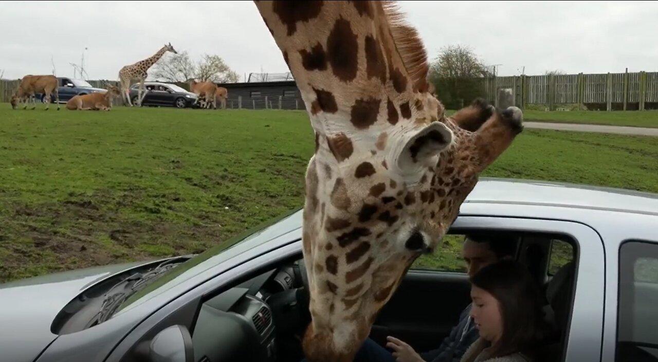 Giraffe vs window