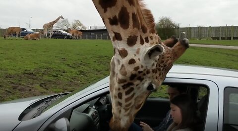 Giraffe vs window