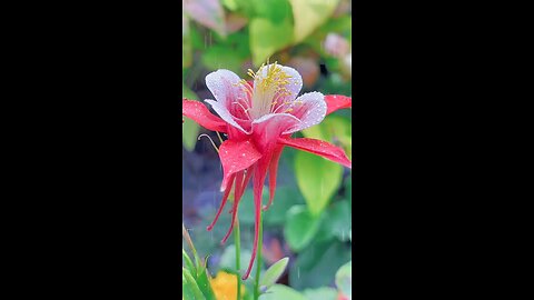 Amazing Flower