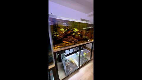 Big snake head Fish room tour