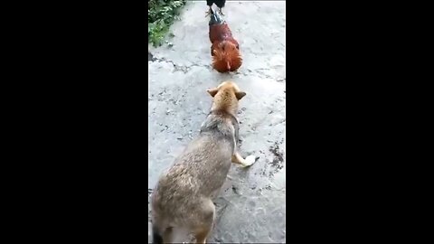 funny dogs video