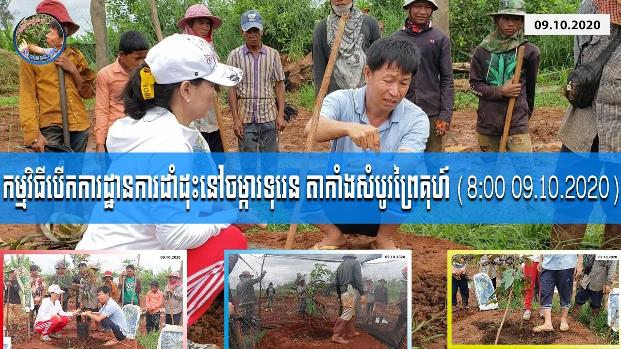 របៀបដាំទុរេន, How to grow durian - បើកការដ្ឋានដាំដុះនៅចម្ការ តាកាំងសំបូរព្រៃគុហ៍លើកទី២ (09.10.2020)