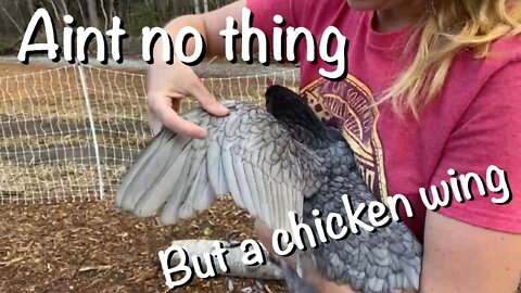 Clipping the chicken’s wings