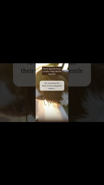 Intriguing Facts about Cavalier King Charles Spaniels