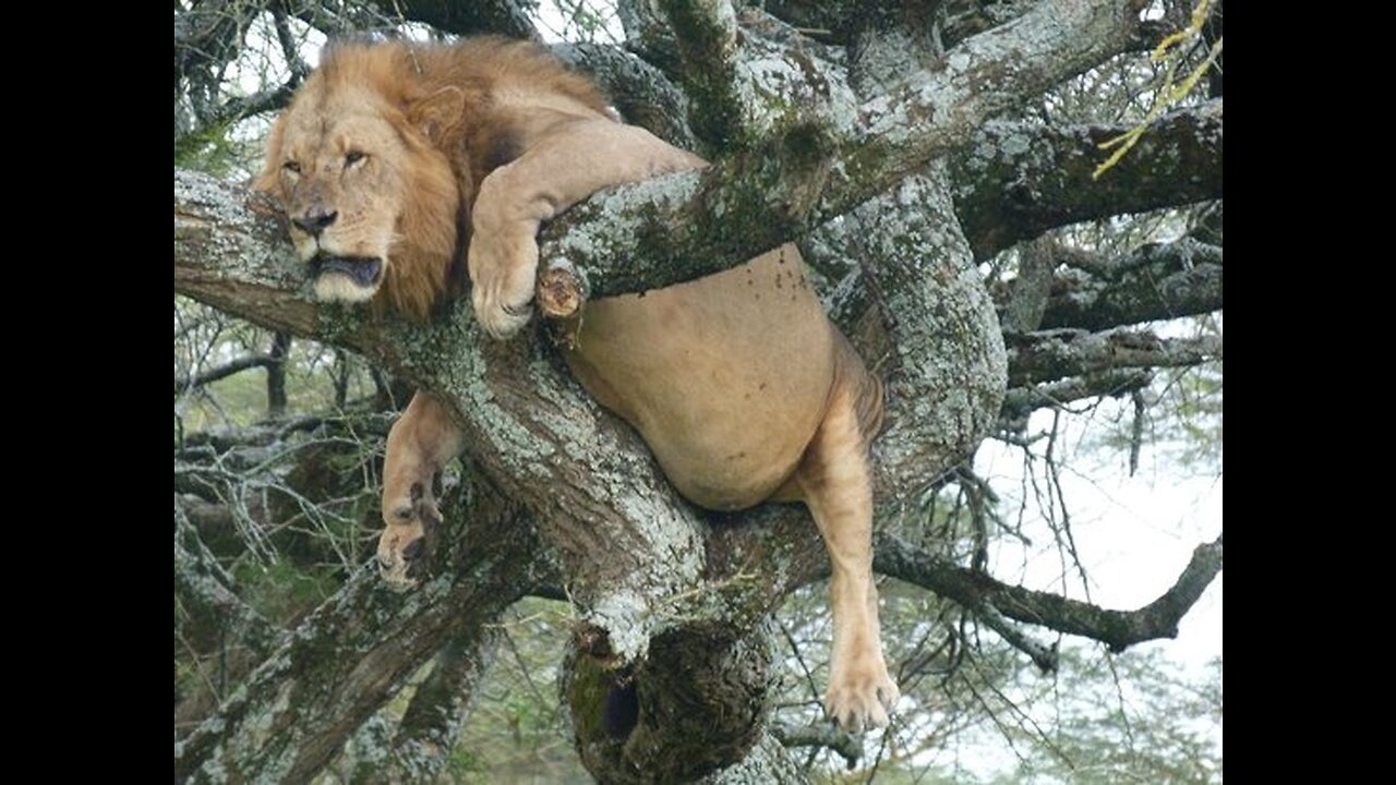 Traveling to Lake Nakuru & Sarova Lion Hill