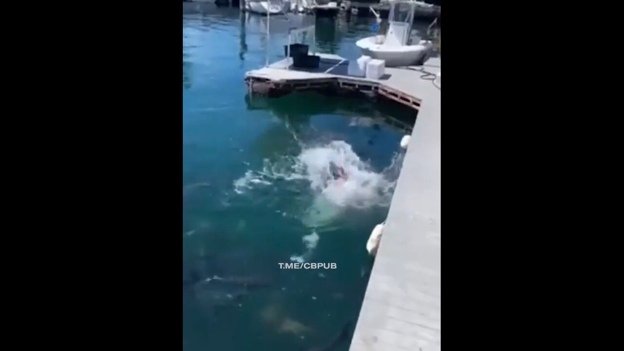 Fish catch a human