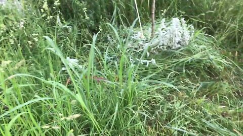 Evolution of natural landscapes and beneficial habitat