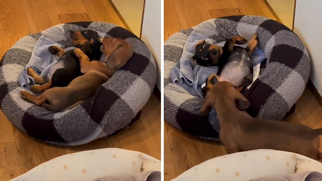 Mini Dachshund sisters adorably fight over doggy bed