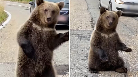 A family of bears greet drivers 🐻❤️