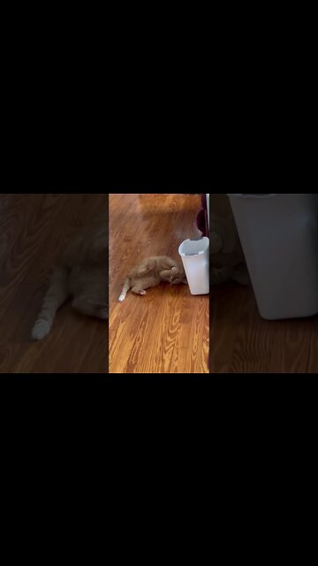 My Cat playing with his new Toy