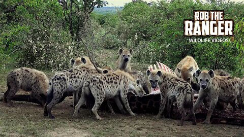 Hyenas Have A Giraffe For Breakfast | Maasai Mara Safari | Zebra Plains