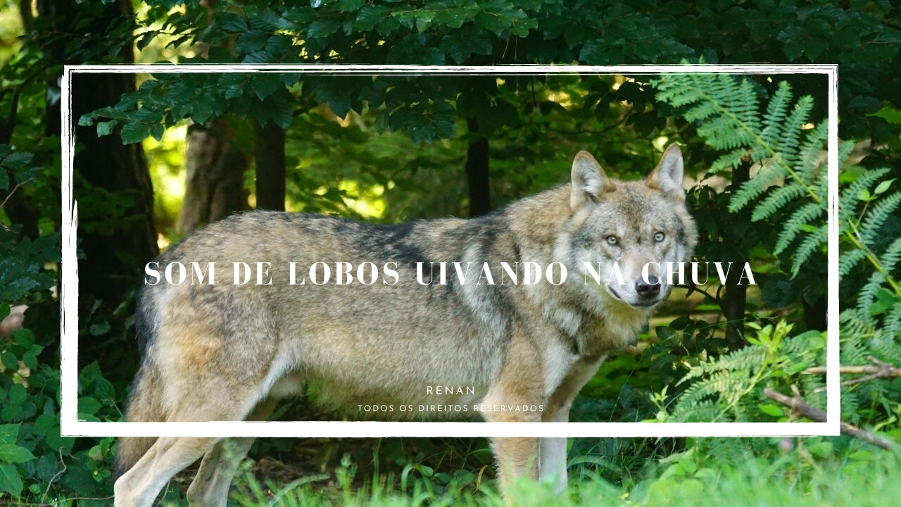 Wolf Howling in the Rainy Forest | Lobo Uivando Relax